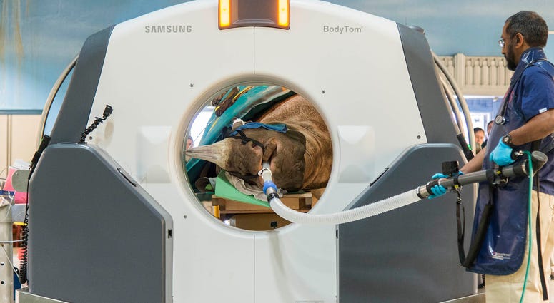 Dr. Sathya Chinnadurai, senior staff veterinarian for the Chicago Zoological Society, monitors Layla a 7½-year-old eastern black rhinoceros, as she receives a CT scan inside Brookfield Zoo’s Pachyderm House.