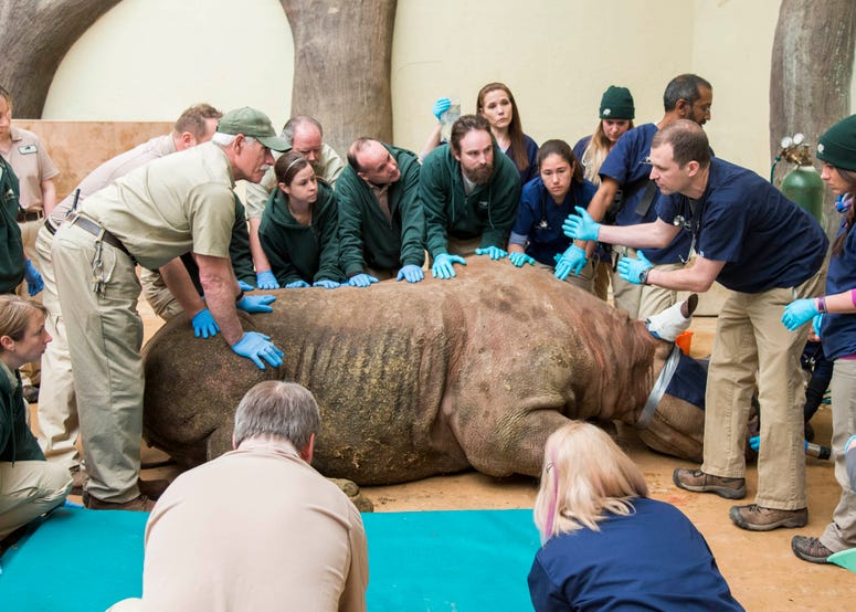 A dedicated team of staff take direction from Dr. Michael Adkesson (right), vice president of clinical medicine for the Chicago Zoological Society, as they prepare to position Layla, a 2,300-pound eastern black rhinoceros at Brookfield Zoo, onto a mat in