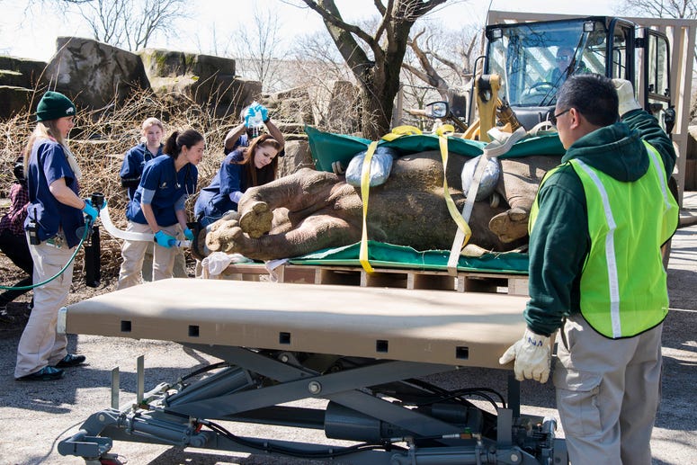 ayla, a 7½-year-old eastern black rhinoceros at Brookfield Zoo, is monitored by Chicago Zoological Society veterinary staff while she is being moved to a surgical table that can accommodate her weight.