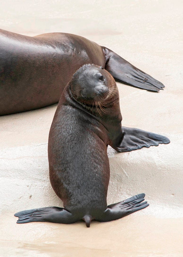 Charger, a month-old California sea lion pup made his public debut at Brookfield Zoo. He can be seen exploring his habitat at the zoo’s Pinniped Point. Charger, a month-old California sea lion pup made his public debut at Brookfield Zoo. He can be seen exploring his habitat at the zoo’s Pinniped Point.