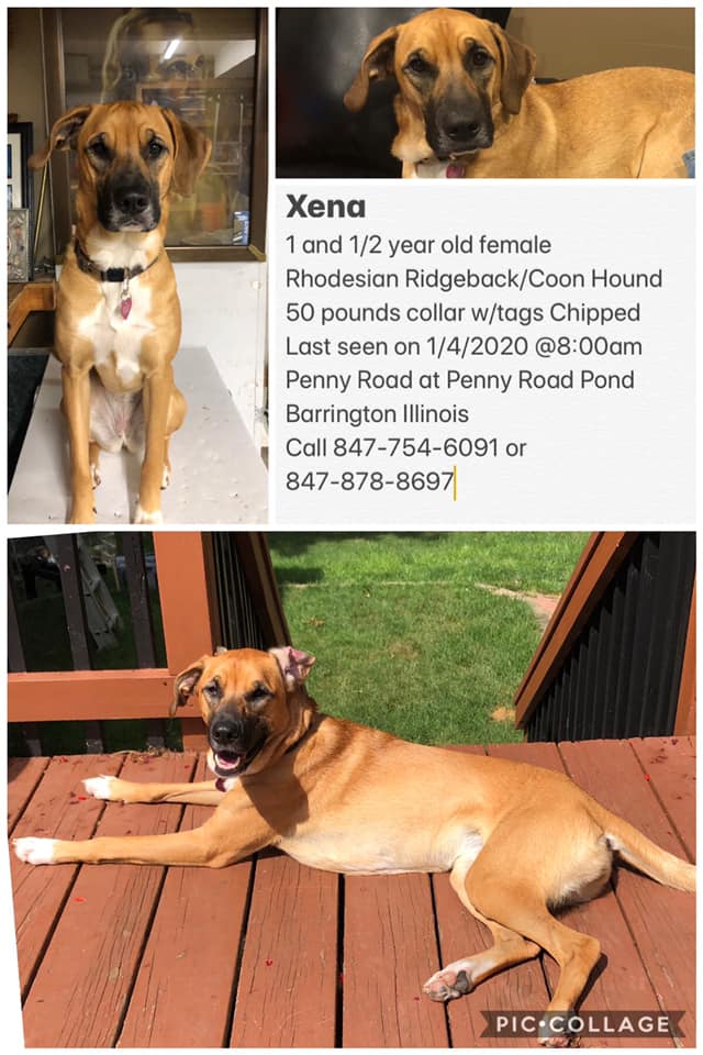 The Martin family of Algonquin is searching for its dog, Xena, who disappeared Jan. 4 in the Barrington Hills area. The Martin family of Algonquin is searching for its dog, Xena, who disappeared Jan. 4 in the Barrington Hills area.