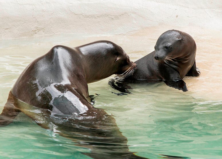 Charger, a month-old California sea lion pup made his public debut at Brookfield Zoo. He can be seen with his mom, Josephine, at the zoo’s Pinniped point. Charger, a month-old California sea lion pup made his public debut at Brookfield Zoo. He can be seen with his mom, Josephine, at the zoo’s Pinniped point.