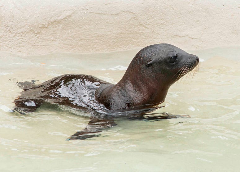 Charger, a month-old California sea lion pup made his public debut at Brookfield Zoo. He can be seen exploring his habitat at the zoo’s Pinniped Point. Charger, a month-old California sea lion pup made his public debut at Brookfield Zoo. He can be seen exploring his habitat at the zoo’s Pinniped Point.