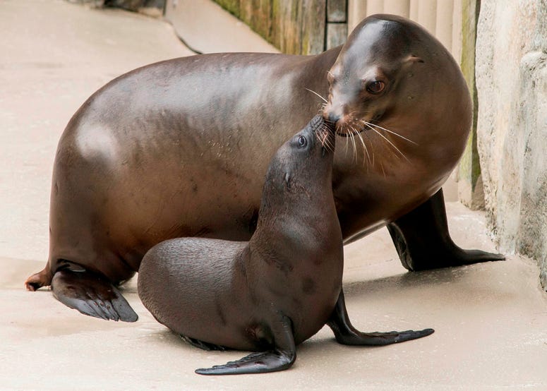 Charger, a month-old California sea lion pup made his public debut at Brookfield Zoo. He can be seen with his mom, Josephine, at the zoo’s Pinniped point. Charger, a month-old California sea lion pup made his public debut at Brookfield Zoo. He can be seen with his mom, Josephine, at the zoo’s Pinniped point.