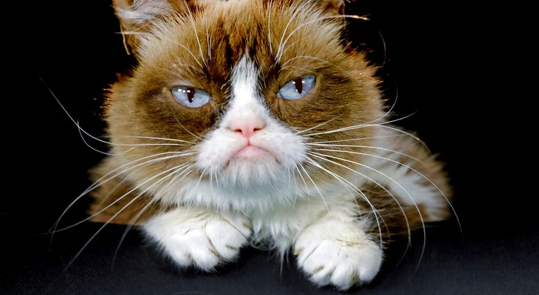 Grumpy Cat Grumpy Cat
