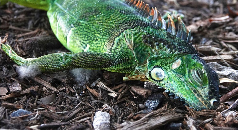 A stunned iguana lies in the grass at Cherry Creek Park in Oakland Park, Fla., Wednesday, Jan. 22, 2020. A stunned iguana lies in the grass at Cherry Creek Park in Oakland Park, Fla., Wednesday, Jan. 22, 2020.
