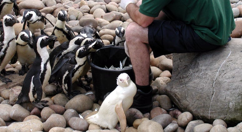 Albino Penguin, Snowdrop Albino Penguin, Snowdrop