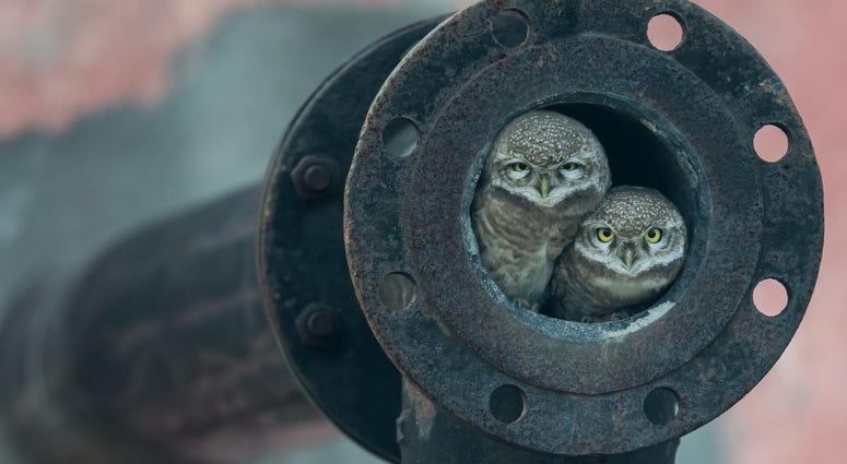 Arshdeep Singh, a keen-eyed 10-year-old photographer, noticed owlets nesting in a pipe in the city of Kapurthala, Punjab, India. Spotted owls like these usually live in tree hollows, but move into urban areas as a result of deforestation. Arshdeep Singh, a keen-eyed 10-year-old photographer, noticed owlets nesting in a pipe in the city of Kapurthala, Punjab, India. Spotted owls like these usually live in tree hollows, but move into urban areas as a result of deforestation.
