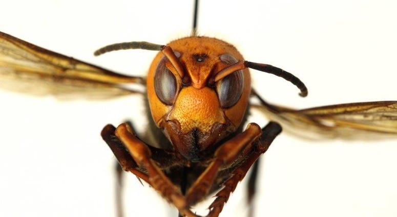 Asian Giant Hornet