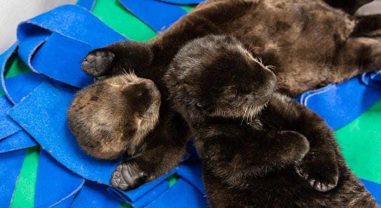 Two orphaned southern sea otter pups enjoy nap time at the Shedd Aquarium Two orphaned southern sea otter pups enjoy nap time at the Shedd Aquarium