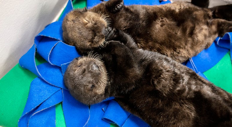 Two orphaned southern sea otter pups enjoy nap time at the Shedd Aquarium Two orphaned southern sea otter pups enjoy nap time at the Shedd Aquarium