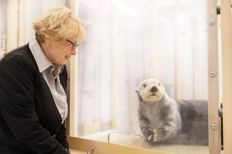 Sea Otter Extraordinary Experience