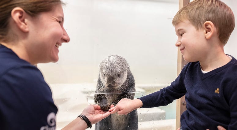Sea Otter Extraordinary Experience