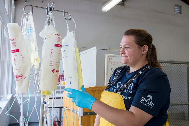 Sage Rosenbrock, veterinary technician at Shedd Aquarium, prepares IV fluids for the rescued California sea lion pups. Sage Rosenbrock, veterinary technician at Shedd Aquarium, prepares IV fluids for the rescued California sea lion pups.