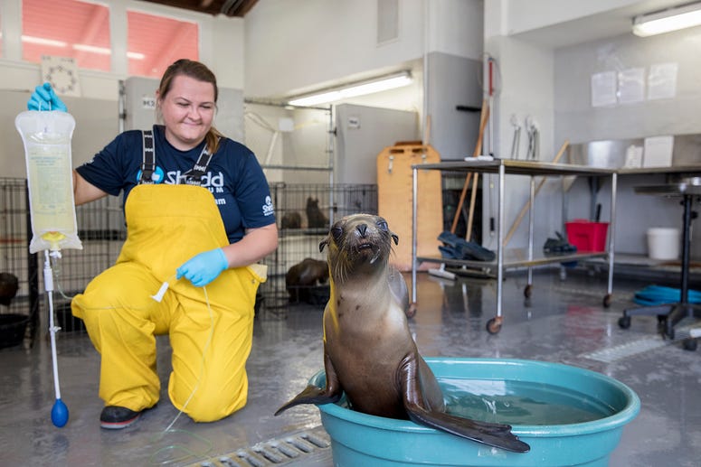 Sage Rosenbrock, veterinary technician at Shedd Aquarium, administers IV fluids for a rescued California sea lion pup in a warming pool. Sage Rosenbrock, veterinary technician at Shedd Aquarium, administers IV fluids for a rescued California sea lion pup in a warming pool.