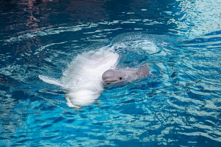 The Shedd Aquarium announced Thursday that Mauyak, a 38-year-old beluga whale gave birth to a healthy calf on Wednesday, July 3 at 7:23 p.m. The Shedd Aquarium announced Thursday that Mauyak, a 38-year-old beluga whale gave birth to a healthy calf on Wednesday, July 3 at 7:23 p.m.