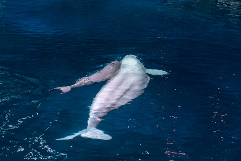 The Shedd Aquarium announced Thursday that Mauyak, a 38-year-old beluga whale gave birth to a healthy calf on Wednesday, July 3 at 7:23 p.m. The Shedd Aquarium announced Thursday that Mauyak, a 38-year-old beluga whale gave birth to a healthy calf on Wednesday, July 3 at 7:23 p.m.