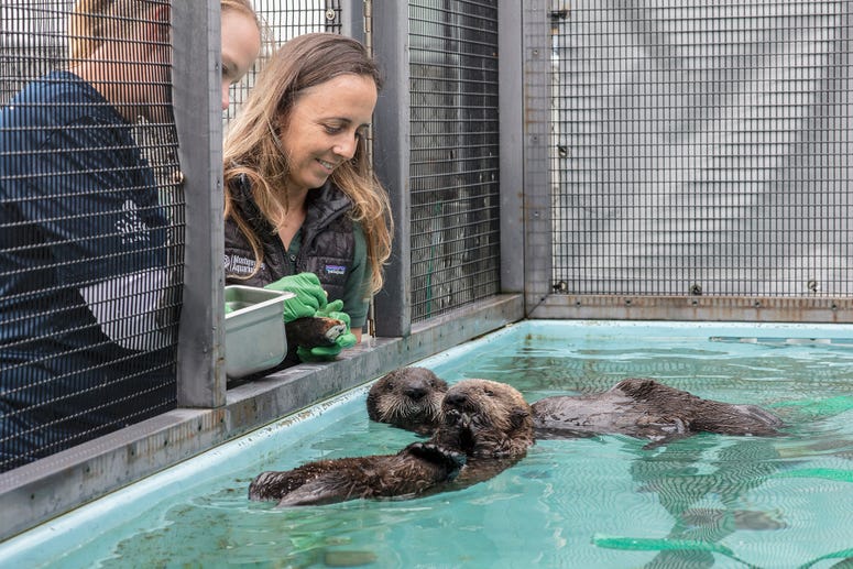 The Shedd Aquarium announced Thursday that it has taken in two orphaned southern sea otter pups that were rescued by California's Monterey Bay Aquarium. The Shedd Aquarium announced Thursday that it has taken in two orphaned southern sea otter pups that were rescued by California's Monterey Bay Aquarium.