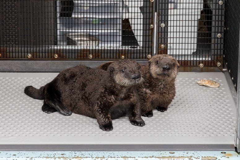 The Shedd Aquarium announced Thursday that it has taken in two orphaned southern sea otter pups that were rescued by California's Monterey Bay Aquarium. The Shedd Aquarium announced Thursday that it has taken in two orphaned southern sea otter pups that were rescued by California's Monterey Bay Aquarium.
