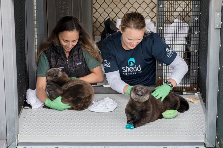 The Shedd Aquarium announced Thursday that it has taken in two orphaned southern sea otter pups that were rescued by California's Monterey Bay Aquarium. The Shedd Aquarium announced Thursday that it has taken in two orphaned southern sea otter pups that were rescued by California's Monterey Bay Aquarium.