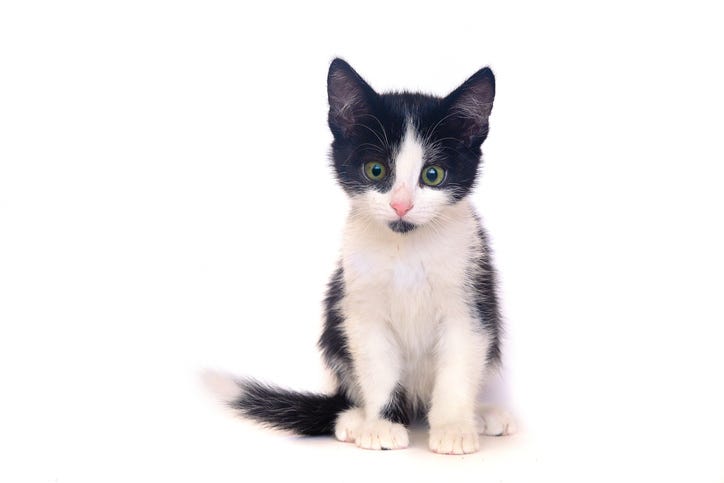 black and white kitten