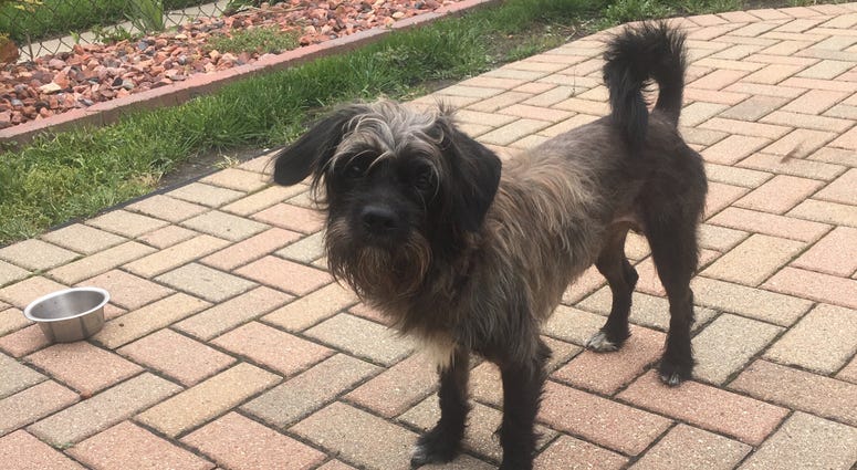 Buddy The Stray Dog