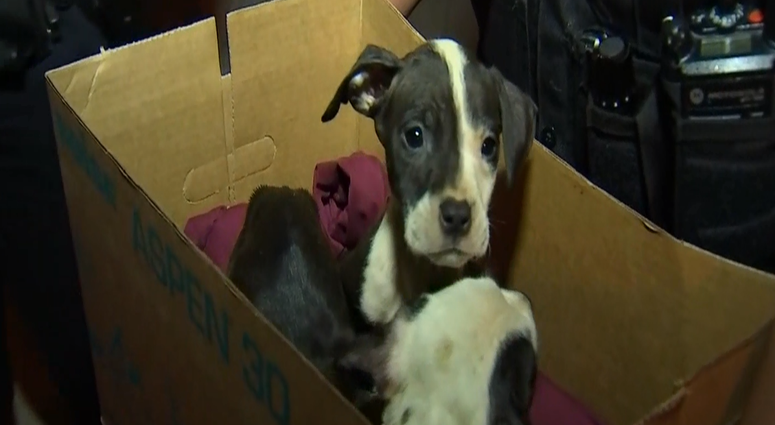 Police found a box of puppies in the street Tuesday in Englewood on the South Side. Police found a box of puppies in the street Tuesday in Englewood on the South Side.