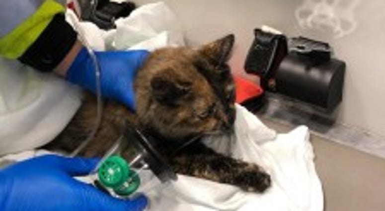 A cat is treated with oxygen after being rescued from a house fire in the 800 block of Buckeye Street A cat is treated with oxygen after being rescued from a house fire in the 800 block of Buckeye Street