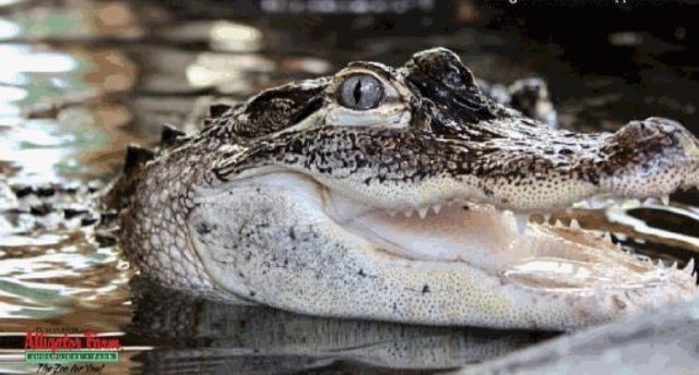 Chance The Snapper In 2020