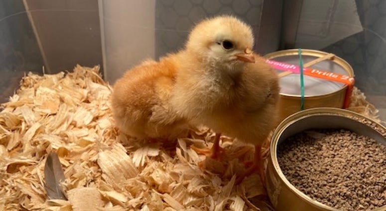 Baby Chick