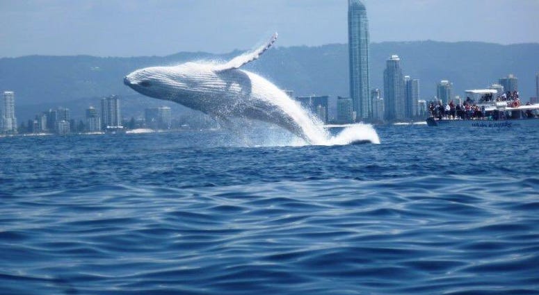 Albino Humpback Whale, Migaloo Albino Humpback Whale, Migaloo
