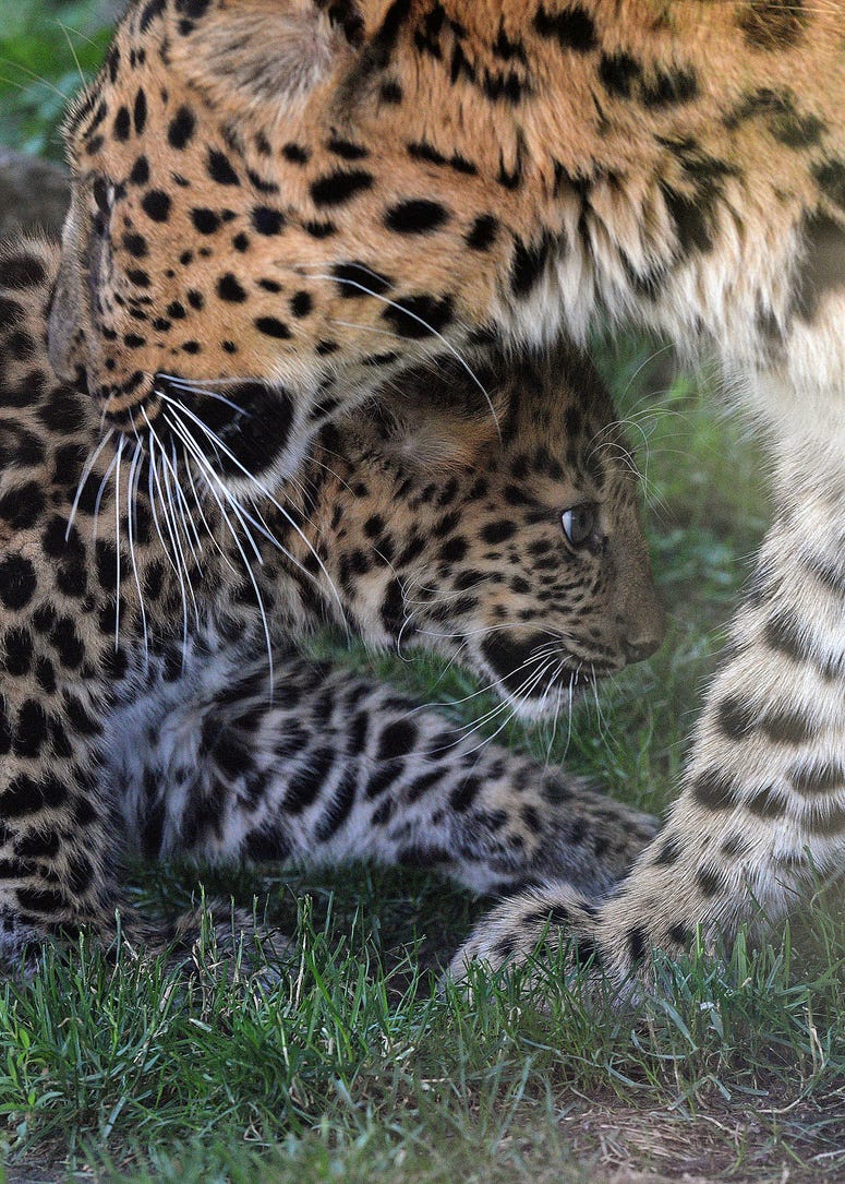 Sasha, an Amur leopard cub, with his mom Lisa at Brookfield Zoo. The nearly 4-month-old cub is making his public debut to guests when the zoo reopens. Sasha, an Amur leopard cub, with his mom Lisa at Brookfield Zoo. The nearly 4-month-old cub is making his public debut to guests when the zoo reopens.