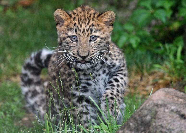 Sasha, an Amur leopard cub at Brookfield Zoo, can be for a few hours a day while he gets acclimated to his new outdoor habitat. Sasha, an Amur leopard cub at Brookfield Zoo, can be for a few hours a day while he gets acclimated to his new outdoor habitat.