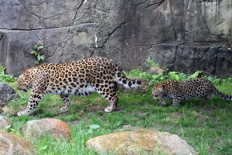 Sasha, an Amur leopard cub, with his mom Lisa at Brookfield Zoo. The nearly 4-month-old cub is making his public debut to guests when the zoo reopens. Sasha, an Amur leopard cub, with his mom Lisa at Brookfield Zoo. The nearly 4-month-old cub is making his public debut to guests when the zoo reopens.