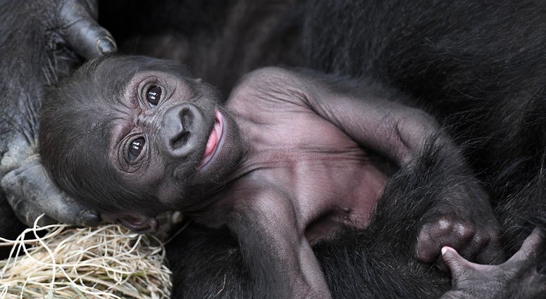 Ali, new gorilla at Brookfield Zoo