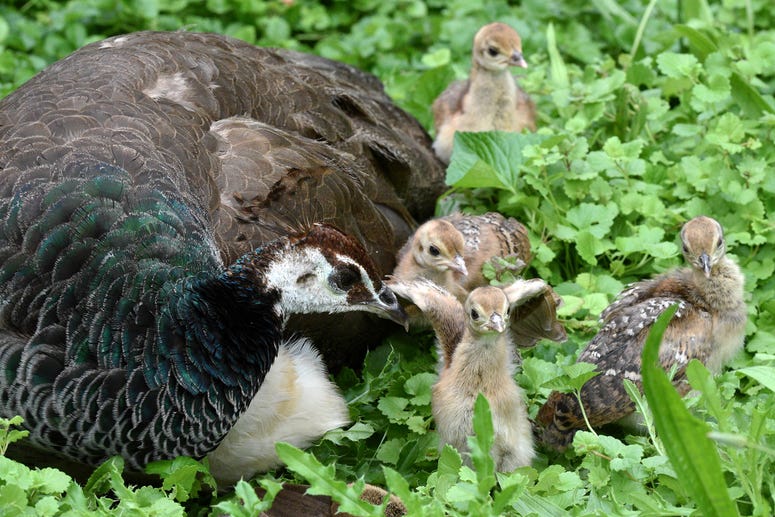 Peafowl chicks with mom Gouda at Brookfield Zoo. Peafowl chicks with mom Gouda at Brookfield Zoo.