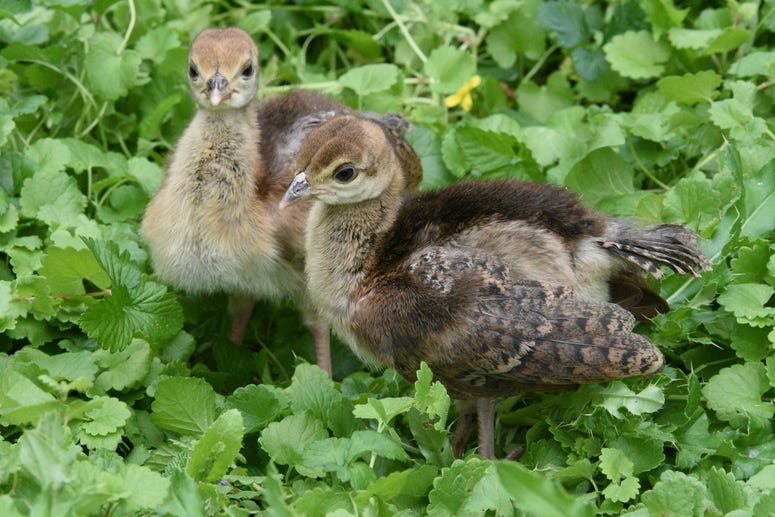 Two of seven peafowl chicks born at Brookfield Zoo recently. Two of seven peafowl chicks born at Brookfield Zoo recently.
