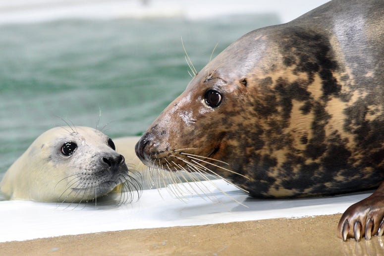 A 12-day-old grey seal pup born on January 10 is practicing her swimming skills behind the scenes at Brookfield Zoo under the watchful eye of her mom Tasha. A 12-day-old grey seal pup born on January 10 is practicing her swimming skills behind the scenes at Brookfield Zoo under the watchful eye of her mom Tasha.