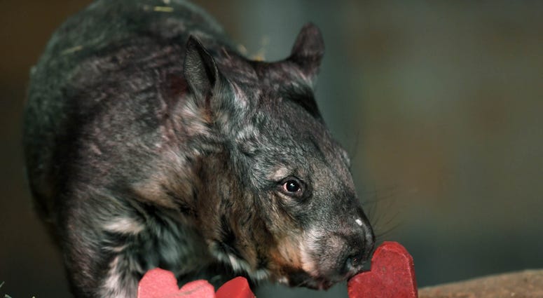 Animal care staff at Brookfield Zoo gave several of the animals, including Kambora, a southern hairy-nosed wombat, heart-shaped treats today in celebration of Valentine’s Day. Animal care staff at Brookfield Zoo gave several of the animals, including Kambora, a southern hairy-nosed wombat, heart-shaped treats today in celebration of Valentine’s Day.