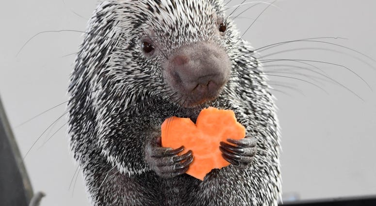 Quilbert, a prehensile-tailed porcupine at Brookfield Zoo, seemed to enjoy his sweet-potato heart-shaped treat on Valentine’s Day. Quilbert, a prehensile-tailed porcupine at Brookfield Zoo, seemed to enjoy his sweet-potato heart-shaped treat on Valentine’s Day.
