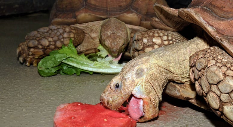 Brookfield Zoo’s Sulcata and Galapagos tortoises received watermelon shaped like hearts in celebration of Valentine’s Day. Brookfield Zoo’s Sulcata and Galapagos tortoises received watermelon shaped like hearts in celebration of Valentine’s Day.