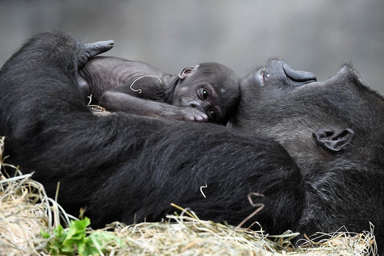 Ali, new gorilla at Brookfield Zoo