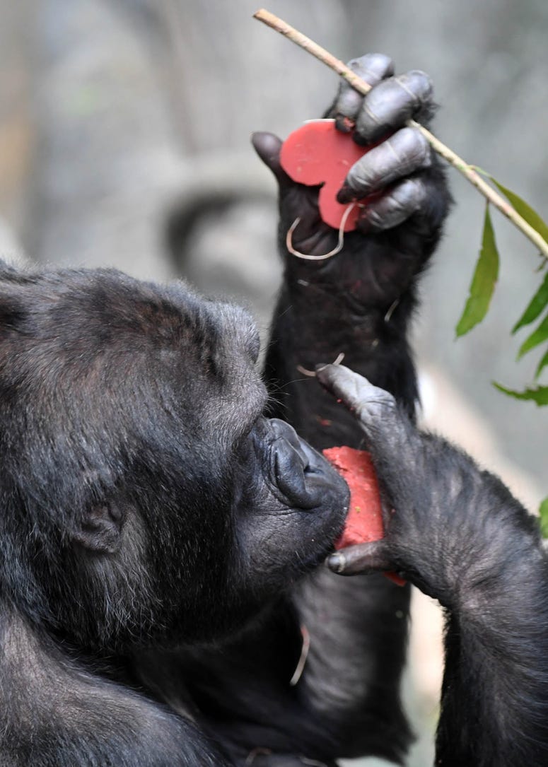 Binti Jua, a western lowland gorilla at Brookfield Zoo, seemed to enjoy the heart-shaped treats she and the other gorillas received today on Valentine’s Day. Binti Jua, a western lowland gorilla at Brookfield Zoo, seemed to enjoy the heart-shaped treats she and the other gorillas received today on Valentine’s Day.
