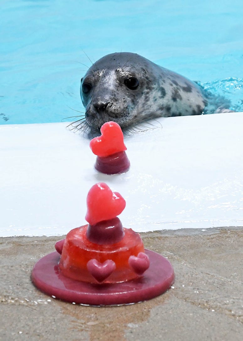 One of Brookfield Zoo’s grey seal pups with heart-shaped treats. One of Brookfield Zoo’s grey seal pups with heart-shaped treats.