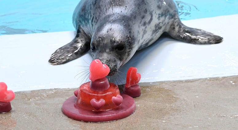 One of Brookfield Zoo’s grey seal pups with heart-shaped treats One of Brookfield Zoo’s grey seal pups with heart-shaped treats