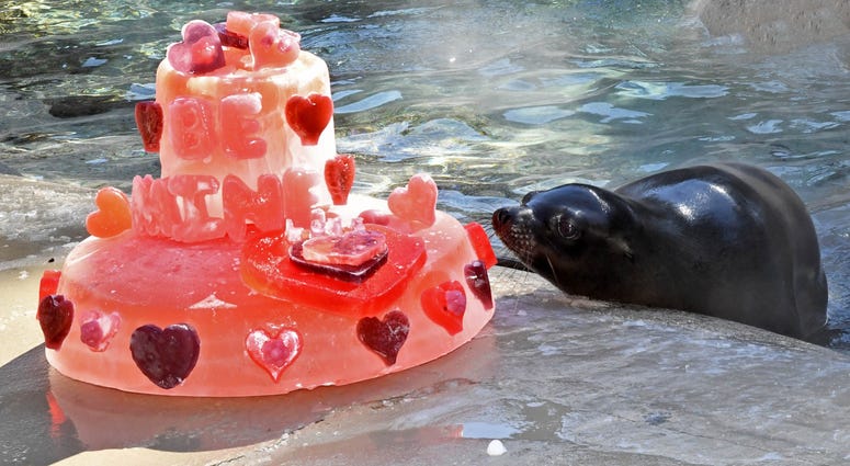 Charger, a young California sea lion at Brookfield Zoo, with a Valentine’s Day gelatin cake that animal care staff made in celebration of the holiday. Charger, a young California sea lion at Brookfield Zoo, with a Valentine’s Day gelatin cake that animal care staff made in celebration of the holiday.