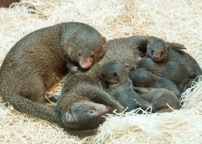 Five mongoose pups were born at Brookfield Zoo on May 20. Five mongoose pups were born at Brookfield Zoo on May 20.