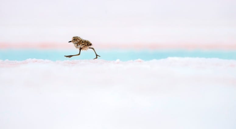 A two-banded plover chick runs after its parents in Valdes Peninsula, Patagonia, Argentina. These downy little chicks leave their nests almost immediately after hatching, using their stilt-like legs to keep up with their parents and evade predators. A two-banded plover chick runs after its parents in Valdes Peninsula, Patagonia, Argentina. These downy little chicks leave their nests almost immediately after hatching, using their stilt-like legs to keep up with their parents and evade predators.