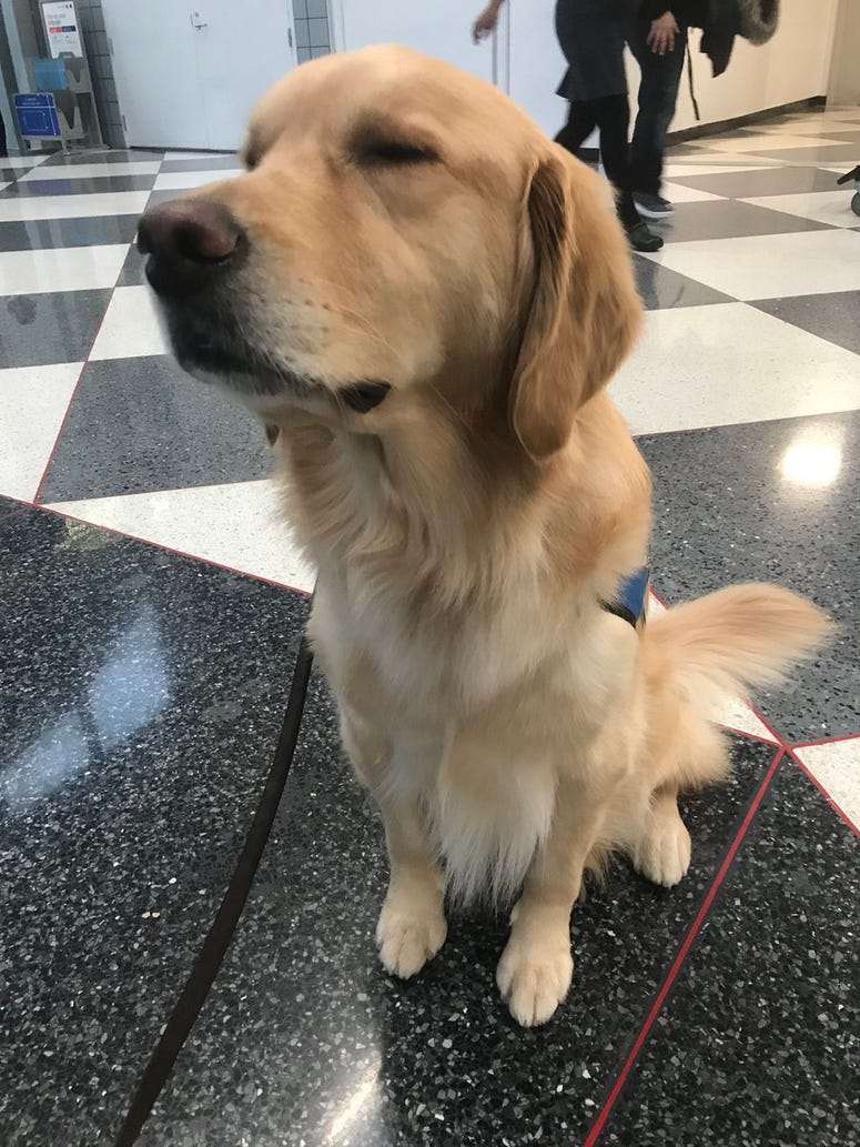 Lutheran Church Charities comfort dogs