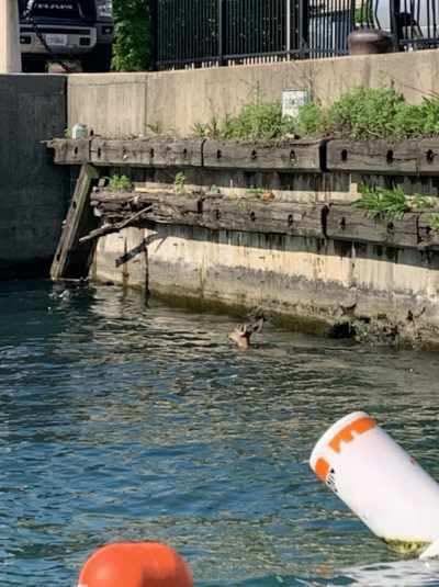 Police rescued a deer May 29, 2020, in the Chicago River near the 400 block of South Wacker Drive. Police rescued a deer May 29, 2020, in the Chicago River near the 400 block of South Wacker Drive.